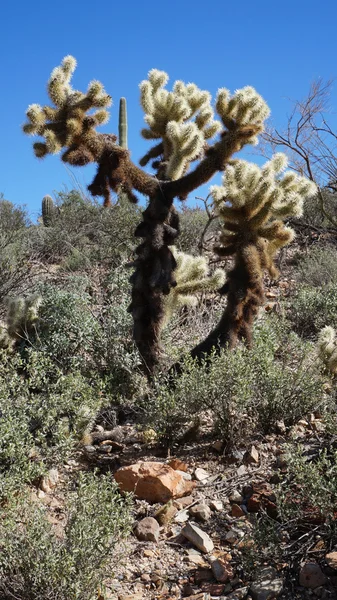 Malownicze wewnątrz Muzeum pustyni arizona-sonora — Zdjęcie stockowe