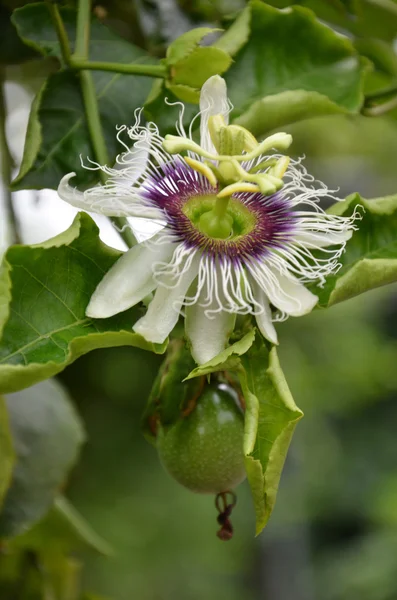 ツリー上のパッション フルーツの花の写真 — ストック写真