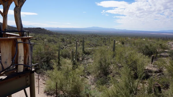 Malebná uvnitř arizona sonorské pouště muzeum — Stock fotografie