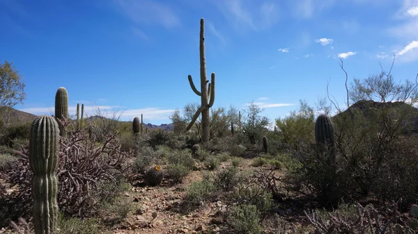 Scenic inside the Arizona-Sonora Desert Museum — Stock Photo, Image