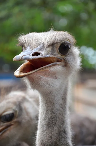 Wild ostrich stares into the camera with its curious gesture. — Stock Photo, Image