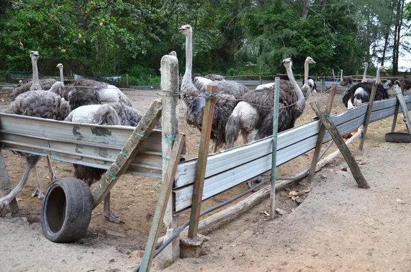 Straußengruppe auf einer Farm mit grüner Umgebung — Stockfoto