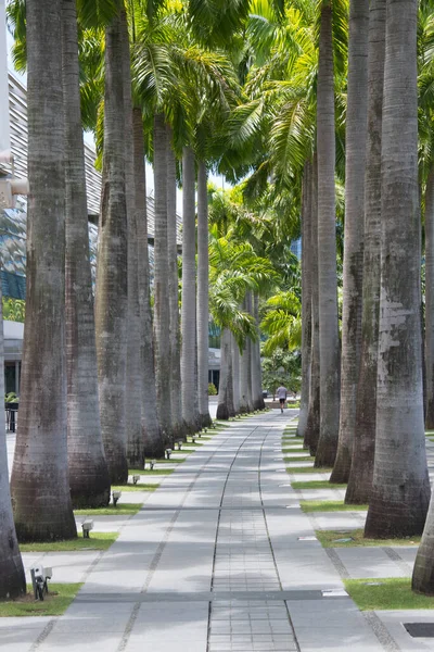 Singapour Oct 2021 Paysage Urbain Avec Des Palmiers Dans Quartier — Photo