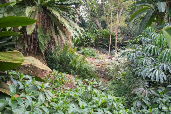 Singapur Daki Botanik Bahçesinde Yeşil Ağaçlar Bitkiler — Stok fotoğraf