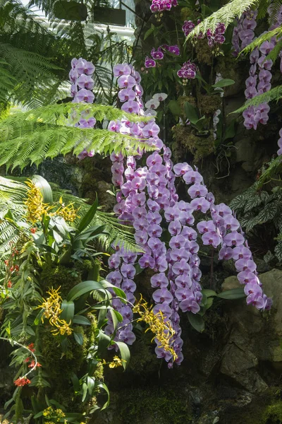 Vue Beauté Jardin National Des Orchidées Dans Les Jardins Botaniques — Photo