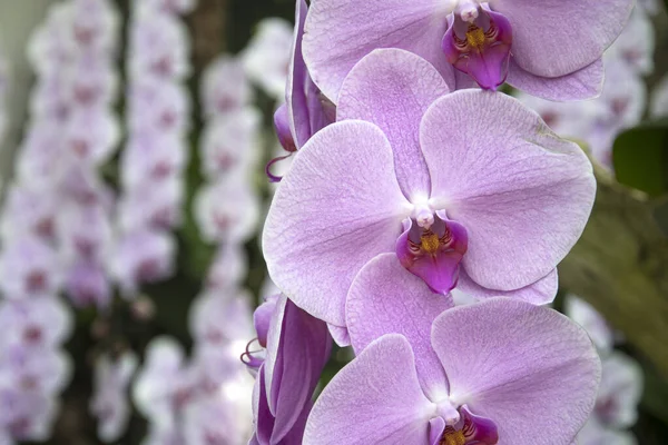 Scène Belles Orchidées Jardin National Orchidée Singapour — Photo