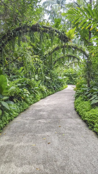 View Beauty National Orchid Garden Singapore Botanic Gardens — Stock Photo, Image