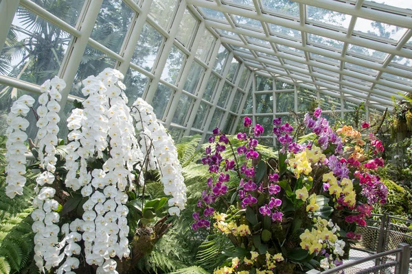 Szingapúr 2021 Okt Sembcorp Cool House National Orchid Garden Botanic — Stock Fotó