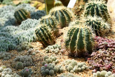 Çiçek Kubbesi 'ndeki sulu bahçe, körfez kenarındaki bahçeler, bir sürü kaktüs türü.