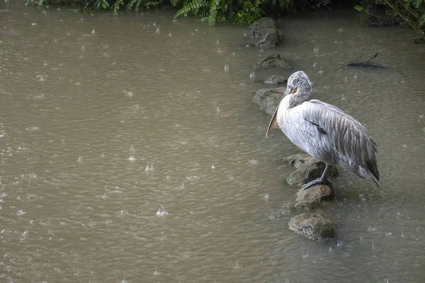 Grande Pelicano Branco Sobre Uma Rocha Durante Dia Chuvoso Também — Fotografia de Stock