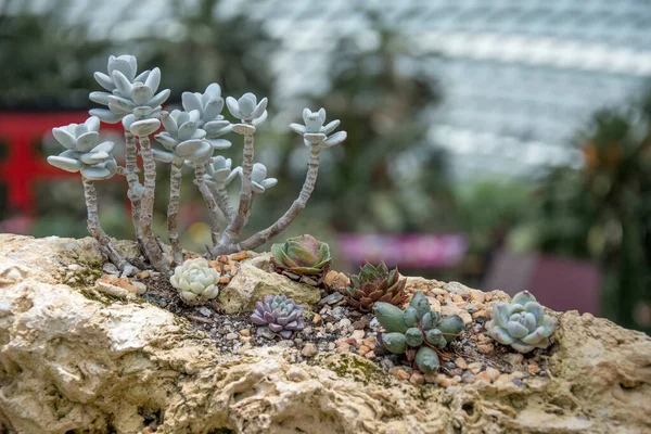 Sukkulente Pflanzen Wachsen Auf Einem Felsen Gardens Bay Singapur — Stockfoto