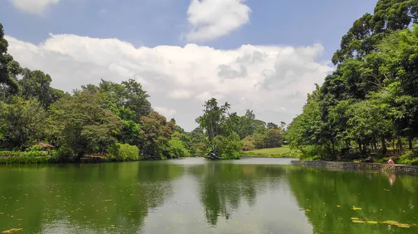 Singapur Ekim 2021 Singapur Botanik Bahçesindeki Kuğu Gölü Nde Uçuş — Stok fotoğraf