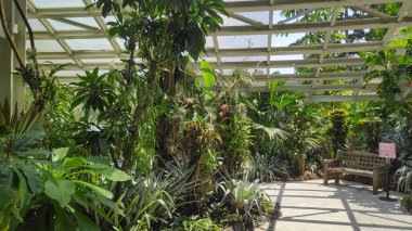 Singapur - 16 Ekim 2021 Singapur Botanik Bahçeleri 'ndeki Ulusal Orkide Bahçesi' nin güzelliği.