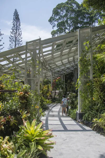 シンガポール 2021年10月16日 シンガポール植物園内の国立蘭園の美しさの眺め — ストック写真