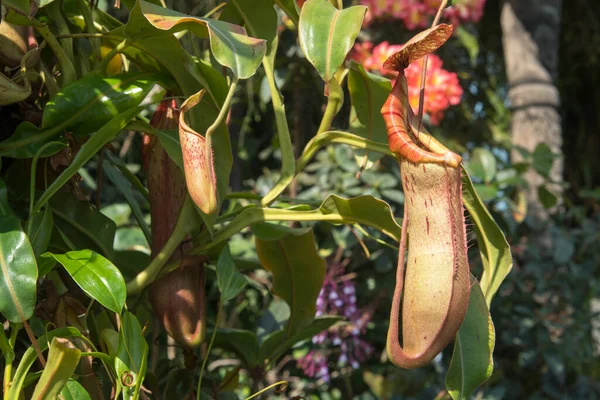 Nepenthes Tropical Carnivore Plant Garden Tropical Pitcher Plants — Stock Photo, Image