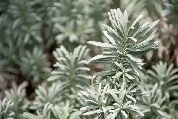 Lavandula Angustifolia Även Känd Som Engelsk Lavendel Trädgård — Stockfoto