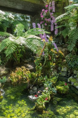 Singapur Botanik Bahçeleri 'ndeki Ulusal Orkide Bahçesi' nin güzelliği.