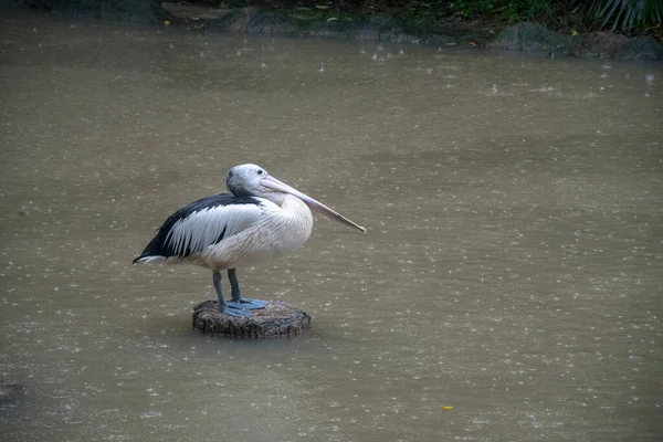 雨の日は木の幹にオーストラリアのペリカンが立っている Its Scientific Name Pelecanus Conspicillatus — ストック写真