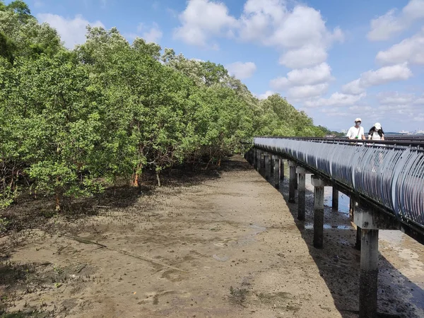 Singapur Januar 2022 Mangrovenwald Der Gezeitenzone Vor Der Flut Sungei — Stockfoto