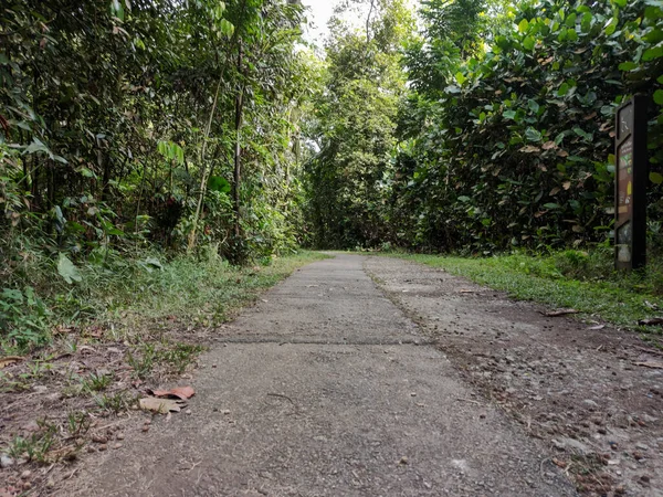 Singapura Ene 2022 Sereno Tranquilo Sendero Forestal Zona Boscosa Sungei —  Fotos de Stock