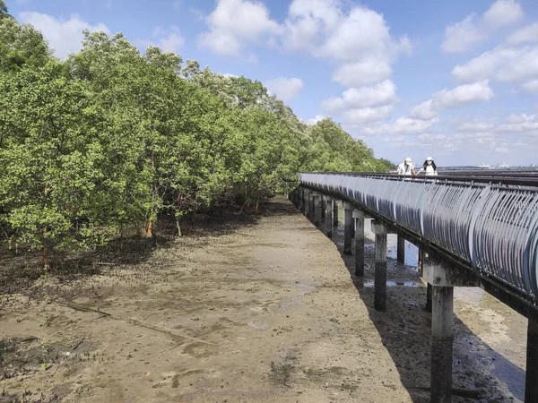 Singapur Ene 2022 Bosque Manglares Zona Intermareal Antes Marea Alta — Foto de Stock