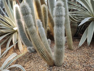 Cleistocactus strausii, commonly known as the silver torch or wooly torch clipart
