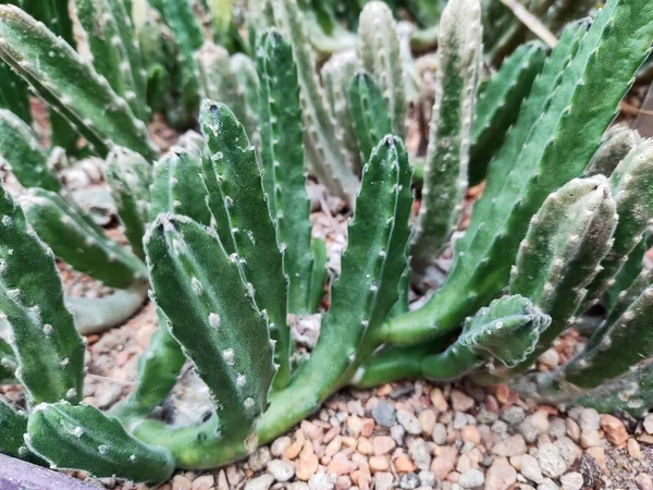 Stapelia dev çay bitkisi botanik bahçesinde yetişir.