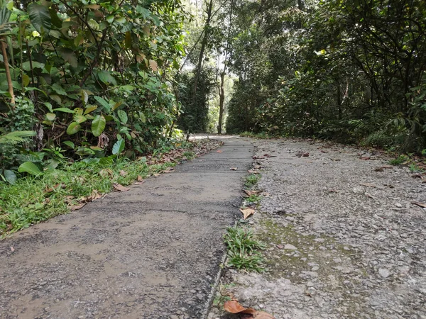 Sungei Buloh Sulak Arazisi 'ndeki ormanlık alanda sakin ve huzurlu bir orman yolu. Singapur 'un kuzeybatısında yer almaktadır..
