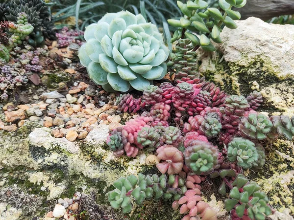 Renkli Succulents Kaktüsleri Bahçede — Stok fotoğraf