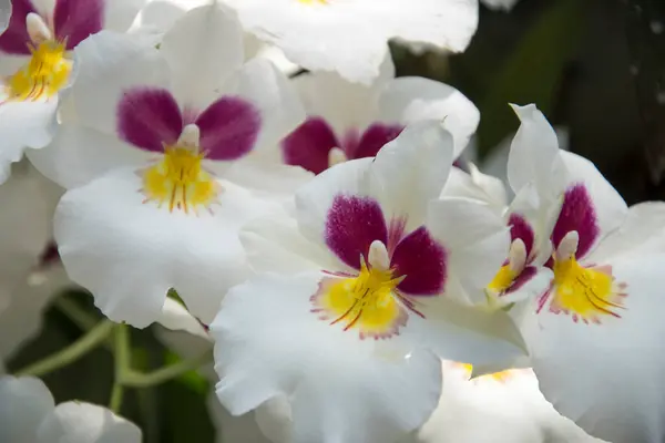 Scenic Van Prachtige Orchideeën Uit National Orchid Garden Singapore — Stockfoto
