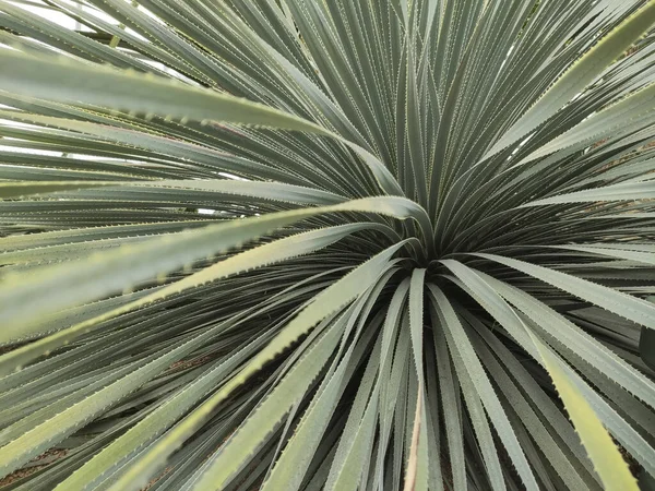 Dasylirion Wheeleri Desert Mexican Plant Spiked Long Leaves — Stock Photo, Image