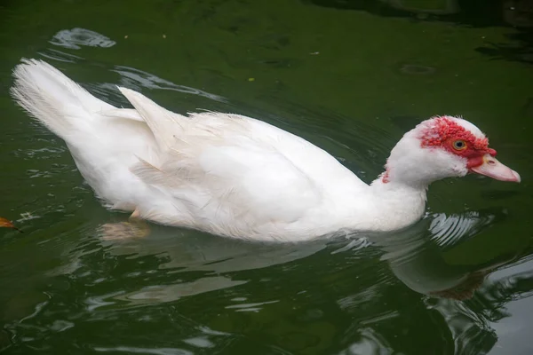 White Duck Swims Pond Search Food — Stock Photo, Image