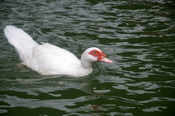 Bílá Kachna Plave Rybníku Hledat Jídlo — Stock fotografie