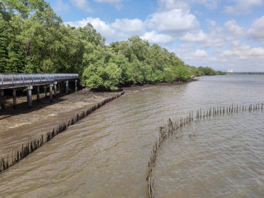 Singapur 'daki Sungei Buloh Doğa Koruma Alanı' nda gelgit öncesi Mangrove Ormanı.