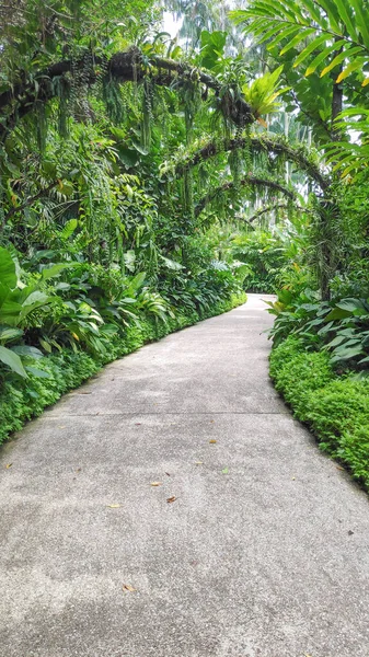 View Beauty National Orchid Garden Singapore Botanic Gardens — Stock Photo, Image