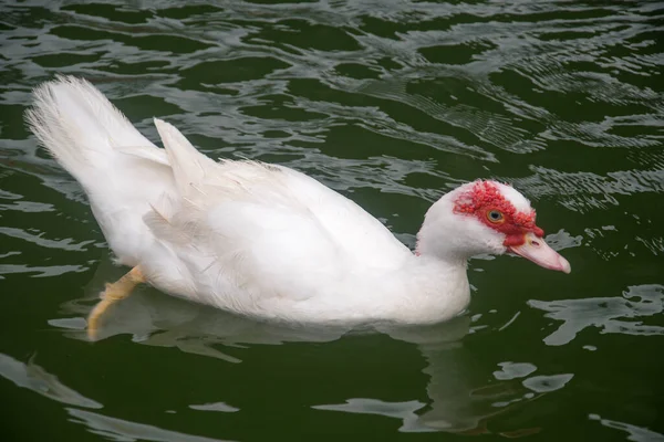 White Duck Swims Pond Search Food — Stock Photo, Image