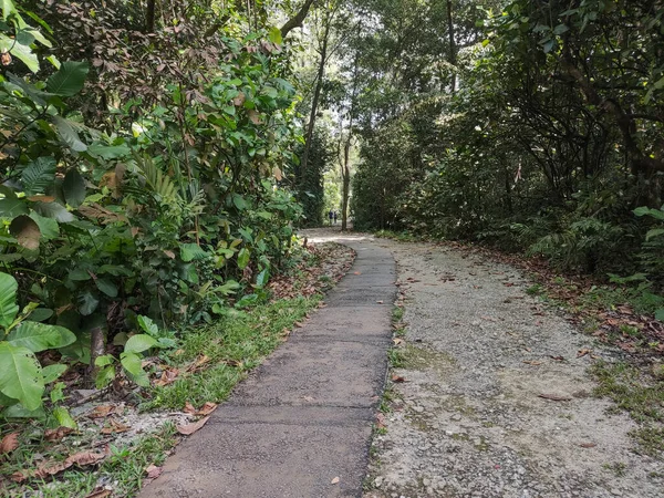 Sendero Forestal Sereno Pacífico Zona Boscosa Reserva Humedales Sungei Buloh —  Fotos de Stock