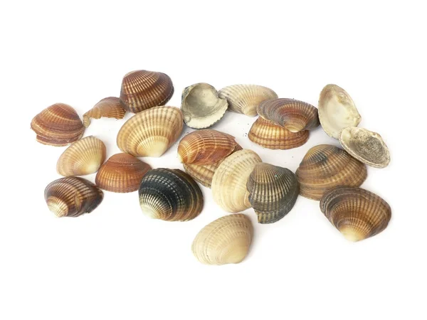 Beyaz arka plan üzerinde izole vintage renk deniz kabukları