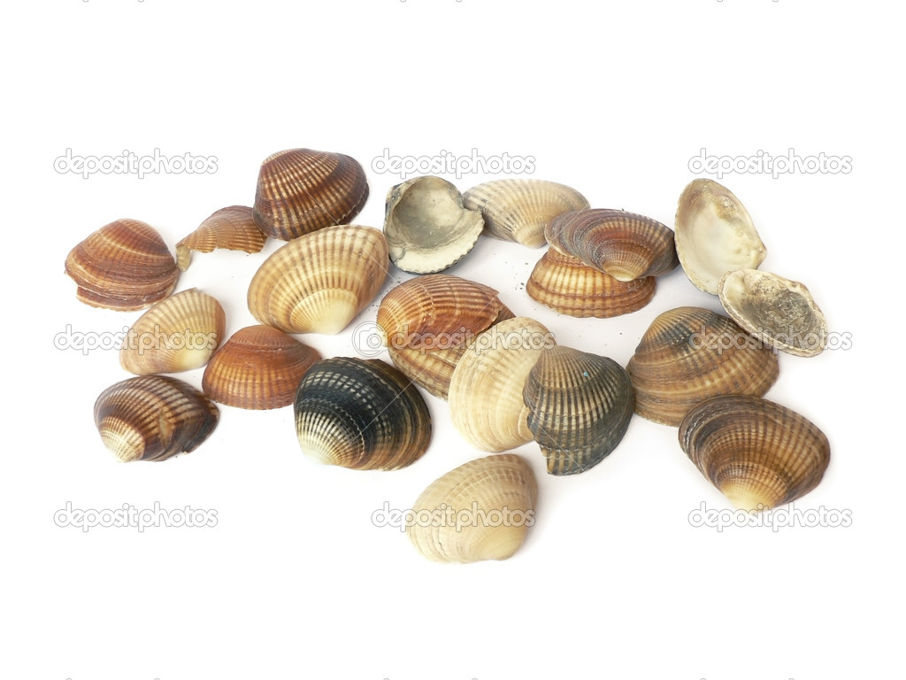 Vintage color sea shells isolated on white background