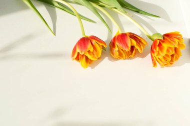Bahar çiçekleri. Beyaz arka planda turuncu lale. Düz yerde yatıyordu. Anneler Günü 'nün sembolü. Bir kadın için hediye..