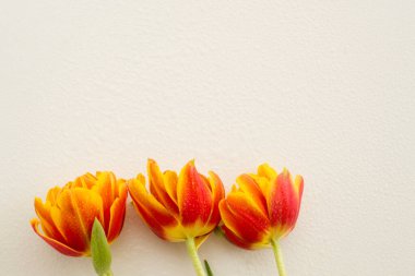 Bahar çiçekleri. Beyaz arka planda turuncu lale. Düz yerde yatıyordu. Anneler Günü 'nün sembolü. Bir kadın için hediye..