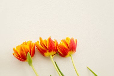 Bahar çiçekleri. Beyaz arka planda turuncu laleler. Düz yatıyordu.