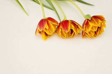 Bahar çiçekleri. Beyaz arka planda turuncu laleler. Düz yatıyordu.