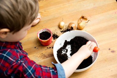 Bahar bahçıvanlığı. Soğan ekiyorum. Evdeki etkinlikler. Doğanın bilgisi. Kavanozda soğan. Genç bahçıvan. Erken eğitim. Doğanın bilgisi..
