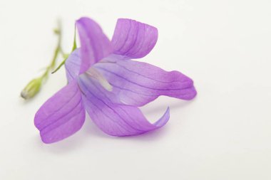 Beyaz bir arka planda yaban otlaklarının mor çiçekleri.