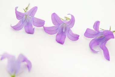 Beyaz bir arka planda yaban otlaklarının mor çiçekleri.