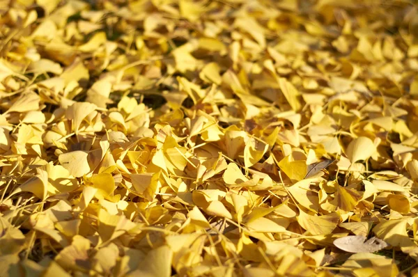 Folhas amarelas de ginkgo biloba Fotografias De Stock Royalty-Free