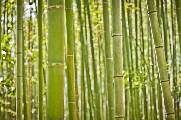 Floresta de bambu Imagens Royalty-Free