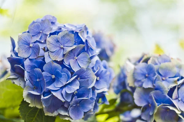 Hortensia — Stockfoto