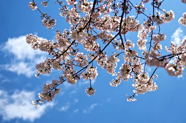 東京の桜 ストックフォト